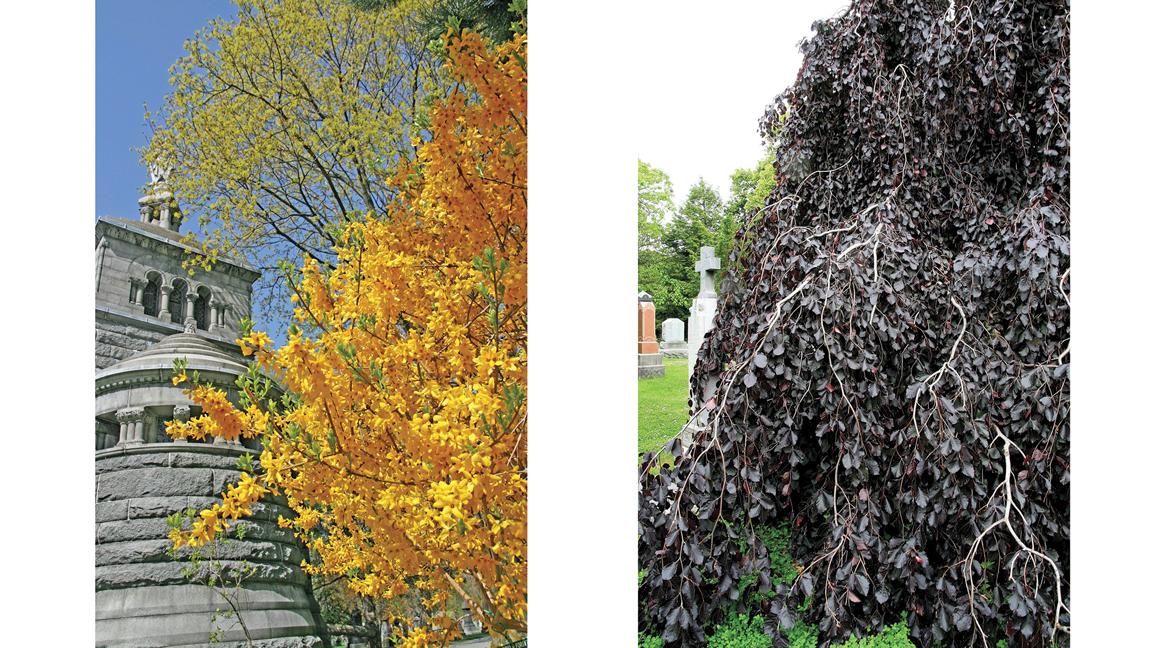 Trees & Shrubs of Mount Pleasant Cemetery - Image 4