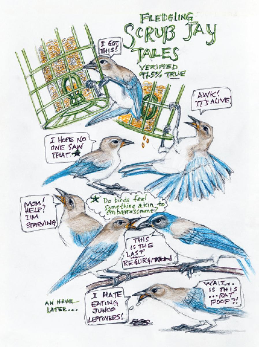 The Backyard Bird Chronicles - Image 5