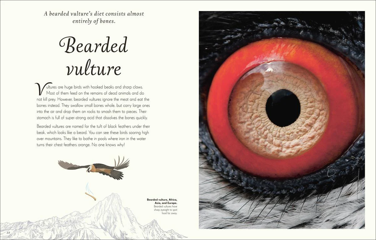 An Anthology of Exquisite Birds - Image 3