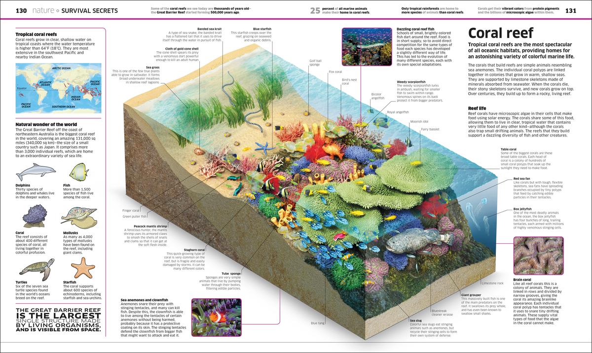 Knowledge Encyclopedia - Image 4