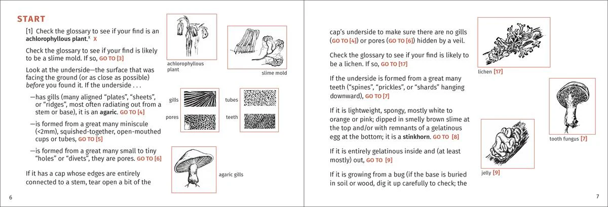 Mushroom Finder - Image 2
