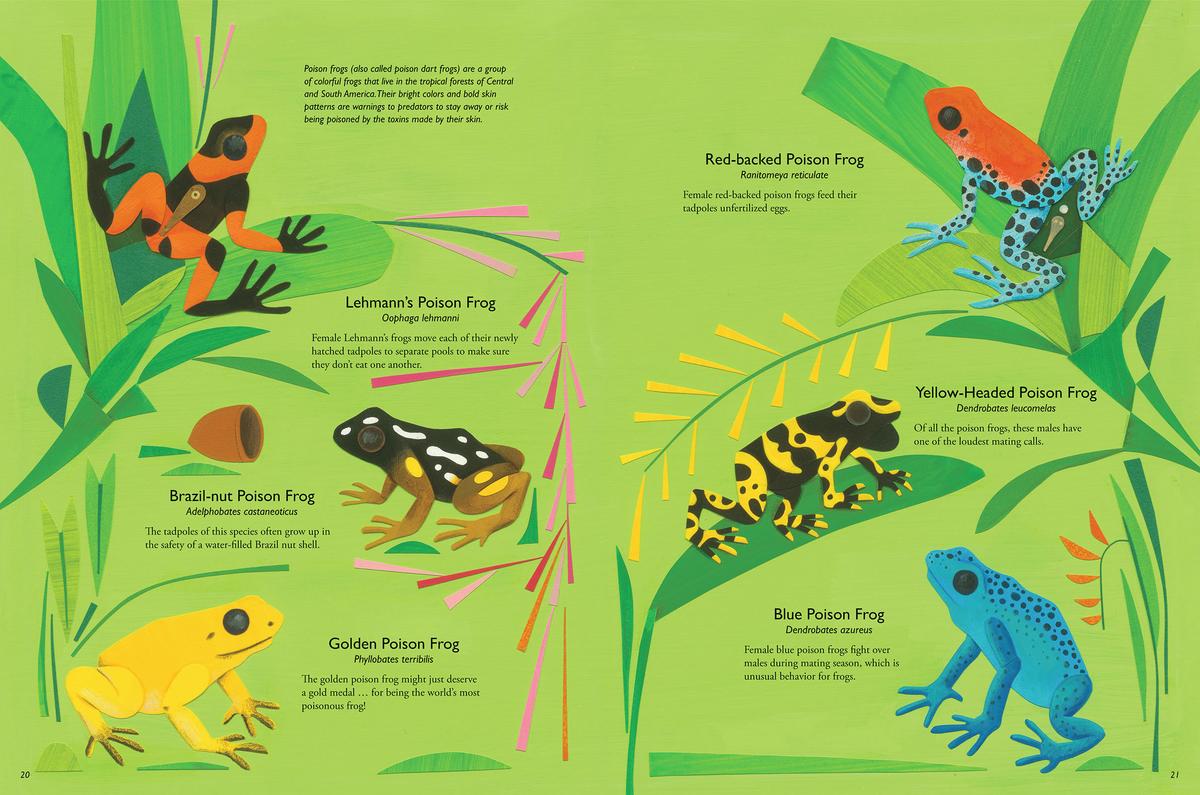 My Book of Frogs and Toads - Image 4