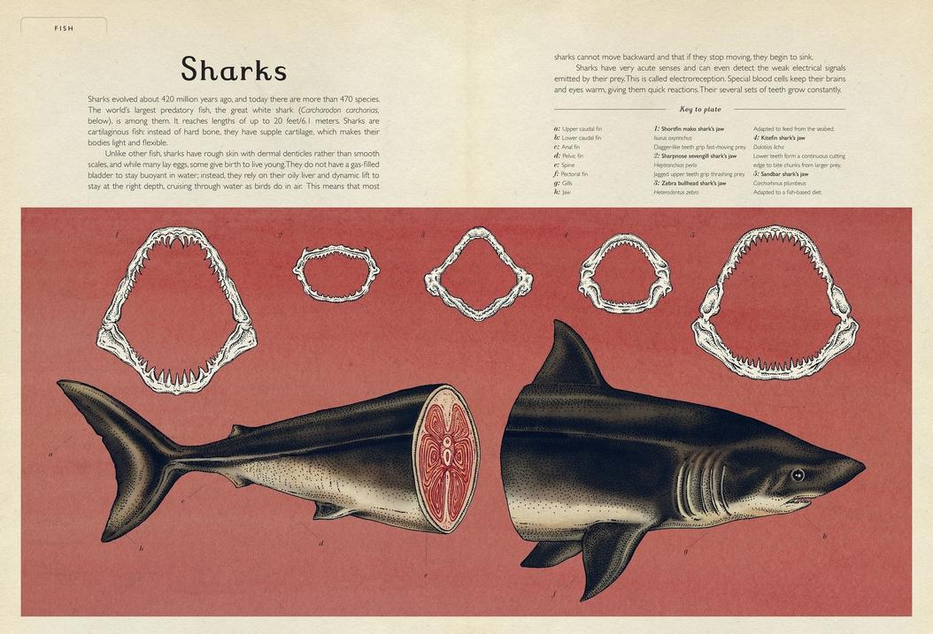 Animalium - Image 2