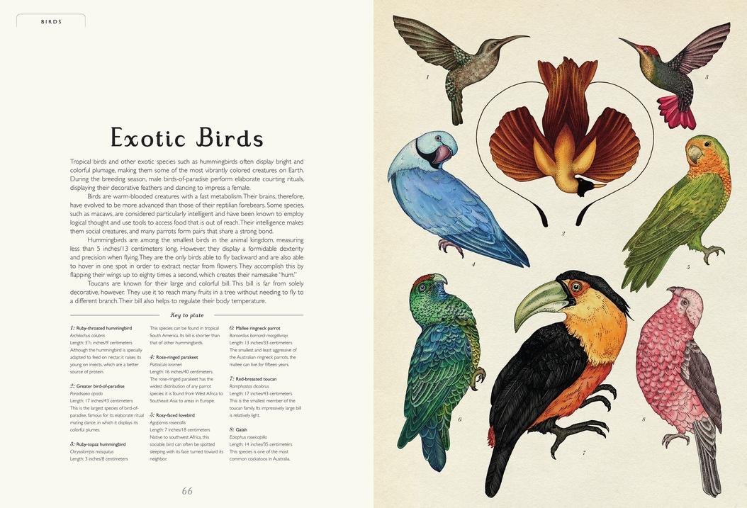 Animalium - Image 3