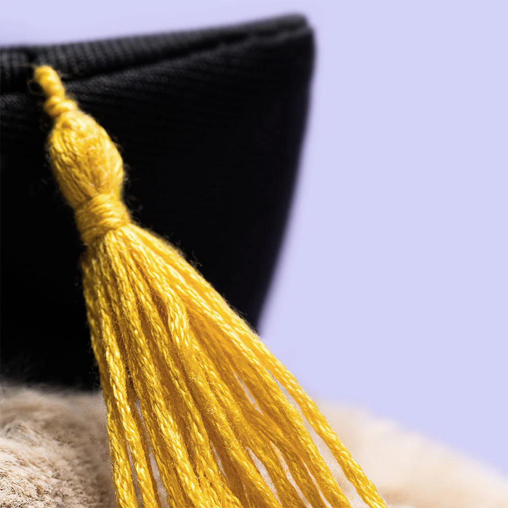 Bashful Bunny Graduation Outfit - Image 4